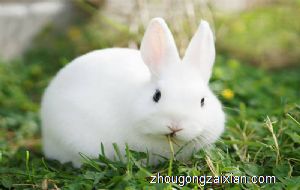 梦见兔子死了是什么意思