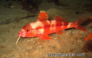 梦见好多红色的鱼和水是什么意思