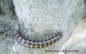 梦见土里很多虫是