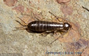 梦见有毒的虫是什么意思