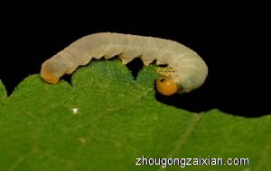 梦见家里有小虫子是什么意思