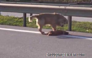 梦见狗被车撞了是什么意思