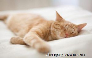 梦见猫跑床上是什么意思