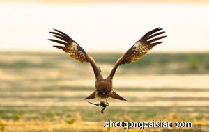 梦见鹰在吃肉是什么意思