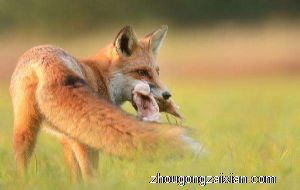 梦见被狐狸咬手是什么意思