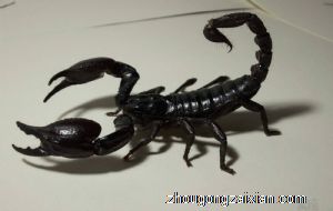 梦见被蝎子咬是什么意思