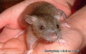 梦见妈妈手被老鼠咬是什么意思