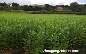 梦见偷割別人家芝麻是什么意思