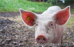 梦见猪头肉是什么意思