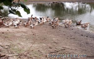 梦见鸭子是什么意思