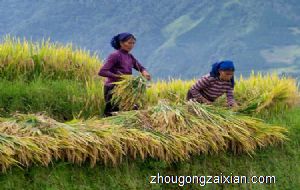 梦见收粮食是什么意思
