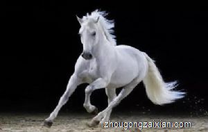 梦见骑白马是什么意思