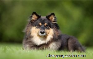 梦见一群狗追我是什么意思