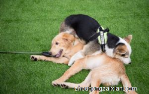 梦见烧死狗是什么意思