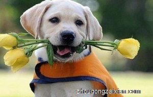 梦见自己杀死一条狗是什么意思