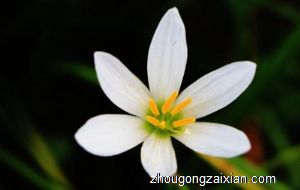 梦见头戴白花是什么意思