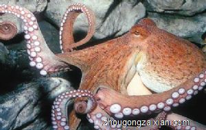 梦见抓章鱼是什么意思