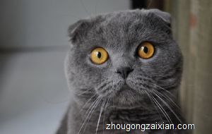 梦见打死猫是什么意思