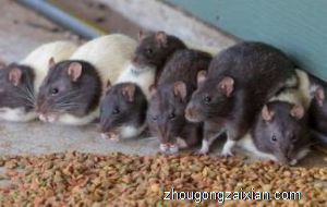 梦见打死好几只老鼠是什么意思