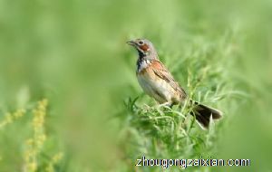 梦见许多鸟是什么意思