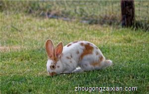 梦见不知道动物是什么意思