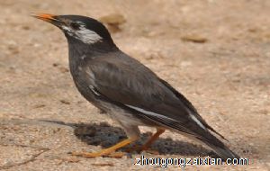 梦见鸟屎掉到头上是什么意思