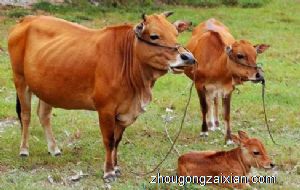 梦见卖牛是什么意思