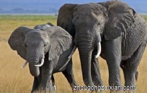 梦见大象在水里是什么意思