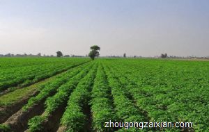 梦见播种、种地、种植