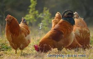 梦见一群鸡是什么意思