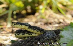 梦见蛇想吃小鸡是什么意思