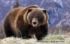 梦见打死熊是什么意思