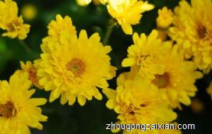 孕妇梦见菊花是什么意思