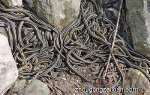 梦见蛇窝是什么意思