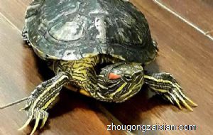 梦见死鱼死龟是什么意思