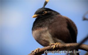 梦见黑鸟是什么意思