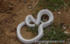 梦见黑蛇还有白蛇是什么意思