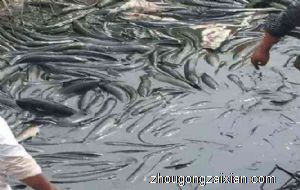 梦见好多鲶鱼是什么意思