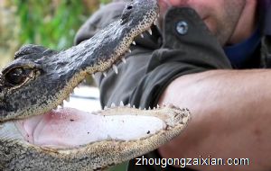 梦见鳄鱼咬自己是什么意思