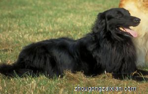 梦见残疾的狗是什么意思