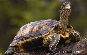 梦见捉乌龟是什么意思