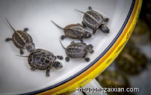 梦见大小不一的好多乌龟是