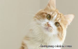 梦见猫拉屎是什么意思