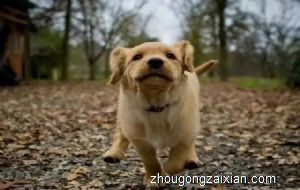 梦见被多只狗围堵是什么意思