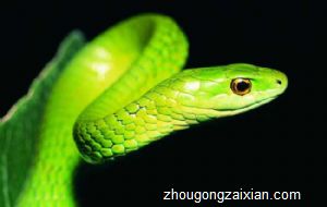 梦见会飞的蛇是什么意思