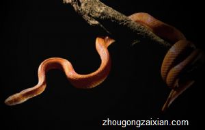 梦见被蛇缠腿是什么意思