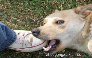 梦见妻子被狗咬死了是什么意思