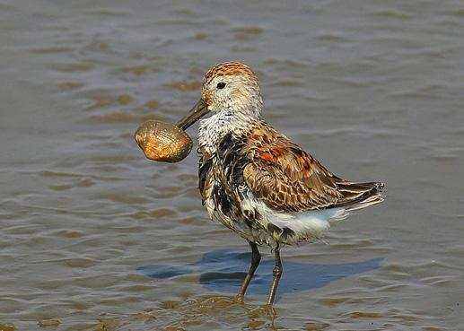 梦见鹜蚌相争是什么意思