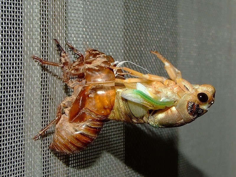 梦见金蝉脱壳是什么意思