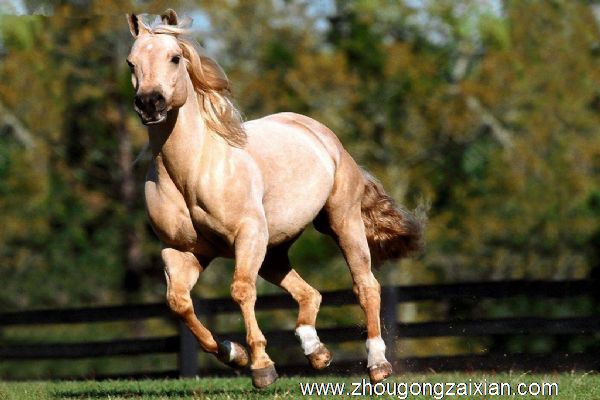 梦见打马或者马死了是什么意思